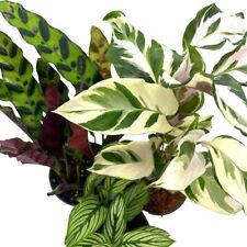 Calathea assortment set for sale  Apopka