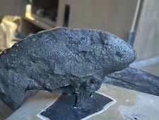 Aquatic fish fossil for sale  Clearfield