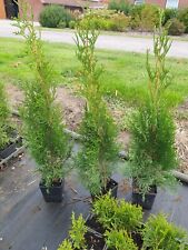 Lebensbaum thuja ccidentalis gebraucht kaufen  Twistringen