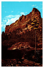 Sedona arizona agave for sale  Bicknell