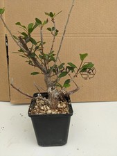 Bursera schlechtendallii kakte gebraucht kaufen  Stuttgart