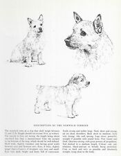 Norwich terrier sketch for sale  Tampa