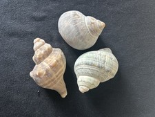 Medium sized hermit for sale  Wheeling
