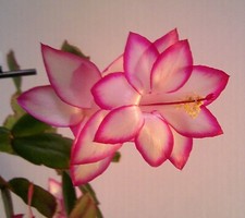 Schlumbergera golden pink for sale  Lawrence