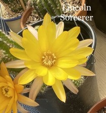 Lincoln sorcerer chamaecereus for sale  USA