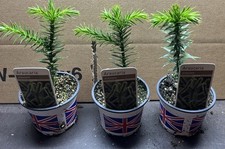 Monkey puzzle tree for sale  BLACKBURN