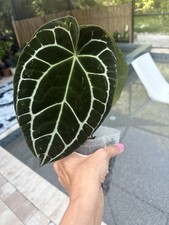 Anthurium crystallinum large for sale  Bradenton
