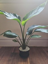 Live bird paradise for sale  Brooklyn