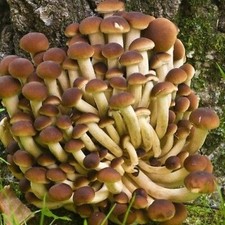 Micelio per funghi usato  Terlizzi