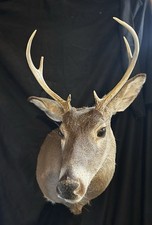 Nice point whitetail for sale  Vesper