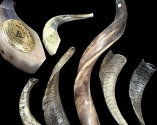 Unique shofar israel for sale  Canyon Country