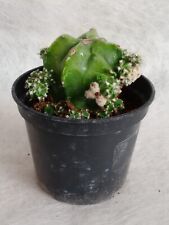 Astrophytum myriostigma fukury usato  Spilamberto
