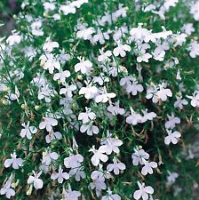 White mini trailing for sale  UK