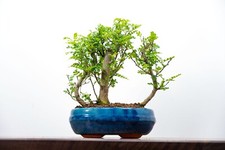 Japanese pepper tree for sale  DERBY