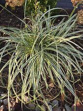 Feather fall sedge for sale  Garrett