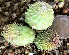 Succulent plant huernia for sale  San Jose
