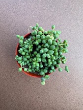 Live succulent string for sale  Escondido