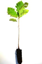 oak branches twigs for sale oak branches twigs for sale La Junta