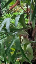 Staghorn fern pups for sale  Fort Pierce