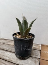 Agave titanota live for sale  San Antonio