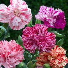 Picotee fantasy mix for sale  FERRYHILL