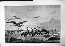Old antique print for sale  UK