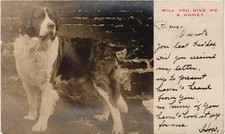Bernard dog give for sale  Seattle