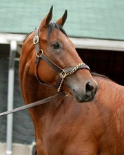 American pharoah horse for sale  USA
