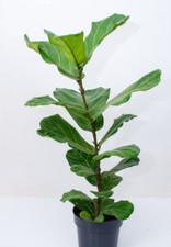 Ficus lyrata live for sale  Miami