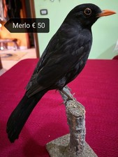Uccello imbalsamato merlo usato Uccello imbalsamato merlo usato  Carini