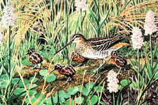 Snipe young family for sale  NELSON