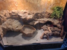 Terrarium gebraucht kaufen  Buchholz i.d. Nordheide