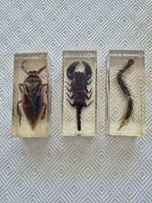 Insectes inclusion résine d'occasion  Sassenage