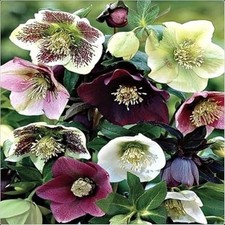Hellebore helleborus mixed for sale  LINCOLN