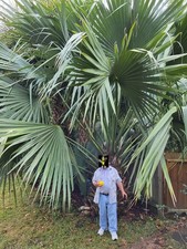 Sabal sp. caribbean for sale  Gainesville