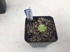 Pinguicula juamavensis for sale Pinguicula juamavensis for sale  ROTHERHAM