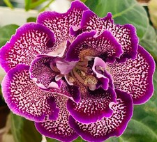 Gloxinia purple bow. for sale  Summerville