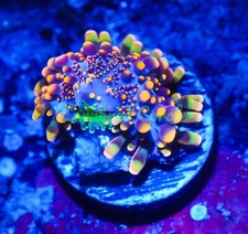 coral frogspawn for sale coral frogspawn for sale Fort Lauderdale