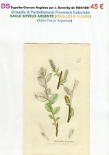 XIX è- SAULE SOYEUX ARGENTE (Salix Fusca Argentea) Feuilles & Fleurs - 1808/1841 comprar usado  Enviando para Brazil