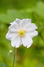 Japanese anemone andrea for sale  NOTTINGHAM