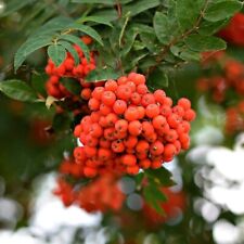 Eberesche sorbus edulis gebraucht kaufen  Detmold