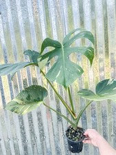 Large rare monstera for sale  Homestead