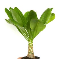 Brighamia insignis usato  Italia