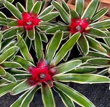 Neoregelia carolinae blushing for sale  GLASGOW