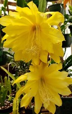 Epiphyllum kiwi sunshine for sale  Fort Bragg