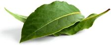 Sweet bay laurel for sale  Russell