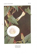 Stampa antica fiori usato  Lecco