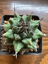 Turbinicarpus alonsoi xichu usato  Valdastico