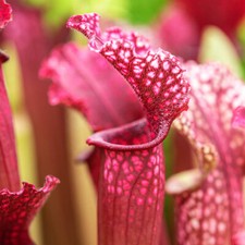 Trumpet pitcher plant for sale  PETERBOROUGH