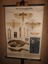 Kleidermotten alte lehrtafel gebraucht kaufen Kleidermotten alte lehrtafel gebraucht kaufen  Ballenstedt